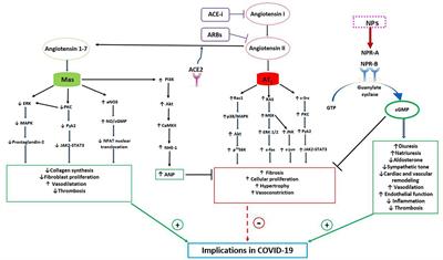 A Contemporary View of Natriuretic Peptides in the SARS-CoV-2 Era